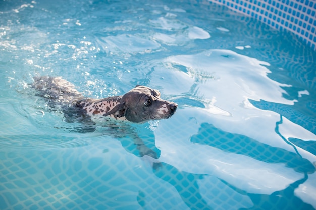 Un lindo perro (American Hairless Terrier) está nadando en una piscina