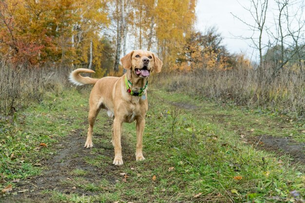 Lindo perro astuto de raza mixta está consciente en el bosque en otoño