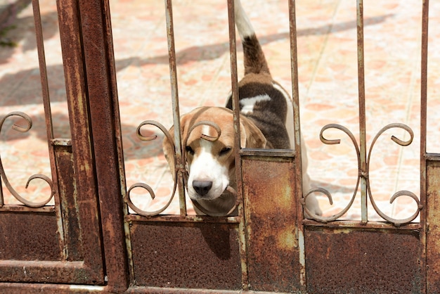 Un lindo perro atrapado detrás de una puerta de acero. Muchos perros lindos.