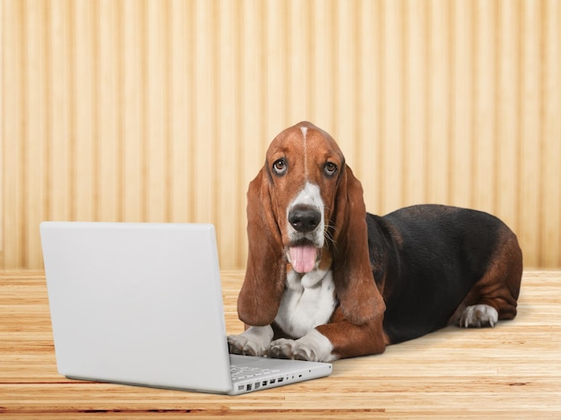 Lindo perro Basset Hound con laptop