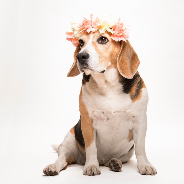 Lindo perro beagle con una corona de flores sobre fondo blanco. Retrato primaveral de un perro.