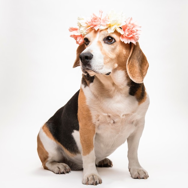 Lindo perro beagle con una corona de flores sobre fondo blanco. Retrato primaveral de un perro.