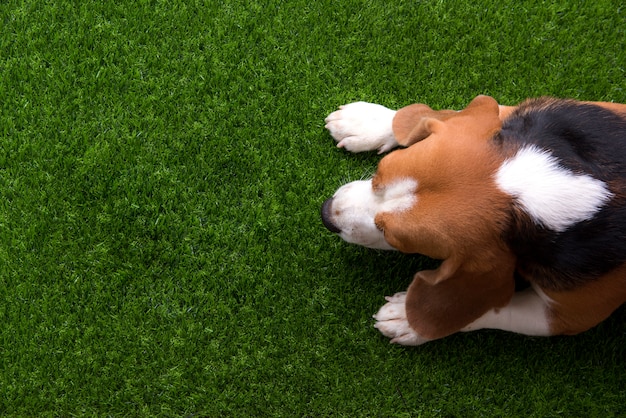 Foto lindo perro beagle están tumbados en la hierba
