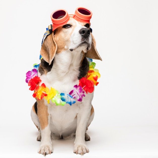 Lindo perro beagle con gafas de sol y collar de flores sobre fondo blanco. Retrato primaveral de un perro.