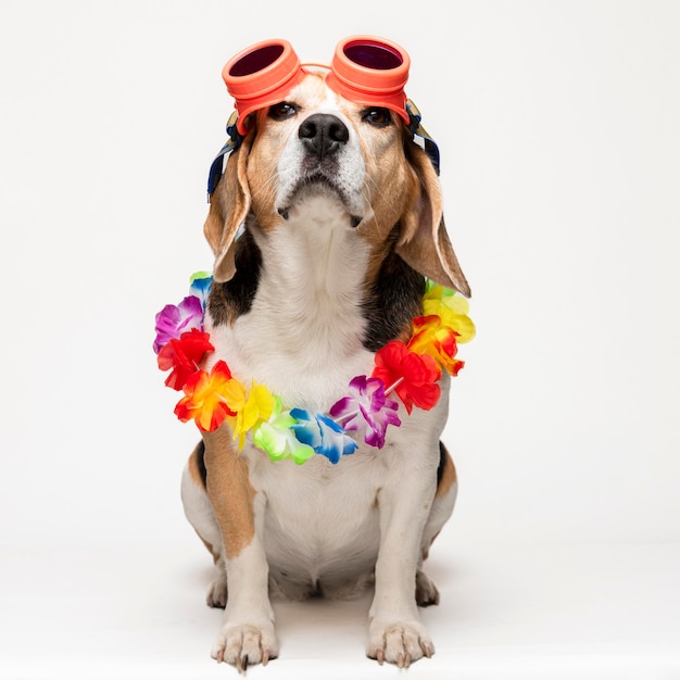 Lindo perro beagle con gafas de sol y collar de flores sobre fondo blanco. Retrato primaveral de un perro.