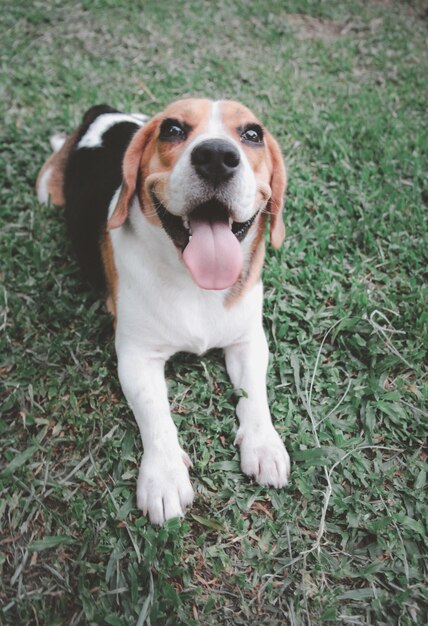 Lindo perro beagle jugando al aire libre en el parque en un día soleado esperando un comando de su dueño