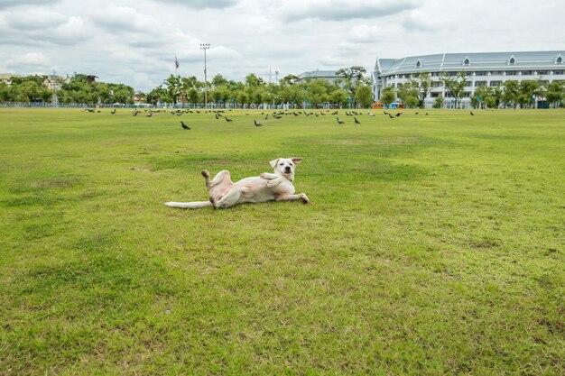 Lindo perro blanco jugando en el cristal