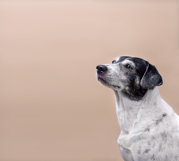 Lindo perro blanco con manchas negras sobre fondo sólido claro