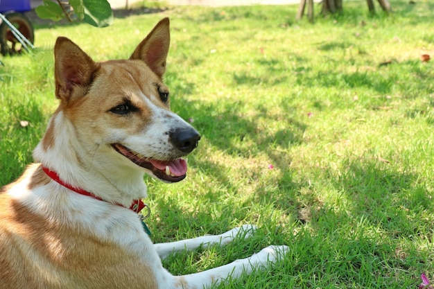 Un lindo perro blanco y marrón usa una banda para el cuello roja recostada sobre la hierba verde en el parque