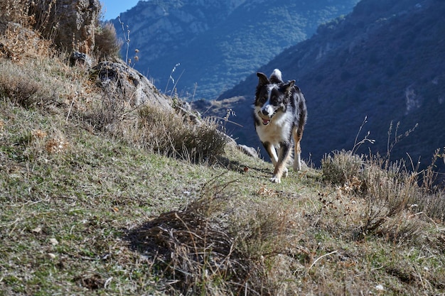 Un lindo perro blanco y negro en las montañas de Los Cahorros caminata en Granada España