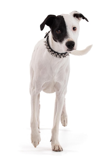 Lindo perro blanco punk con una mancha negra