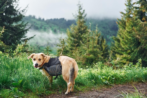 Lindo perro con bolsa Majestuosas montañas de los Cárpatos Hermoso paisaje de naturaleza virgen