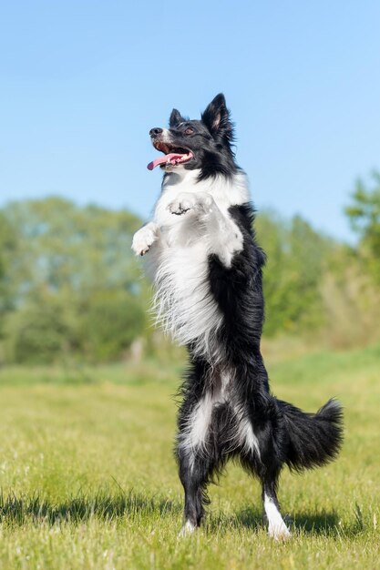 Foto un lindo perro border collie blanco y negro haciendo un comando de pie en las patas traseras