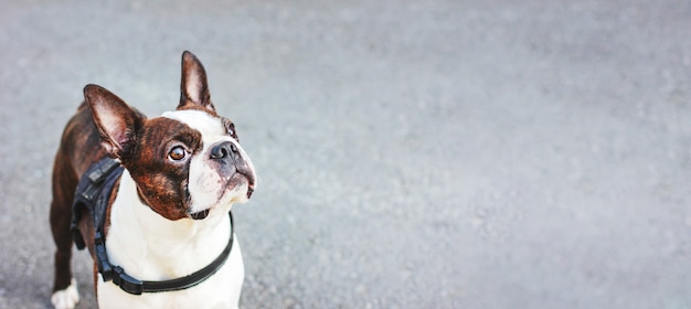 Lindo perro boston terrier sobre fondo gris, banner