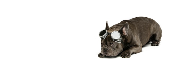 Lindo perro de Bulldog francés acostado en el piso con gafas divertidas en la cabeza posando aislado sobre fondo blanco de estudio
