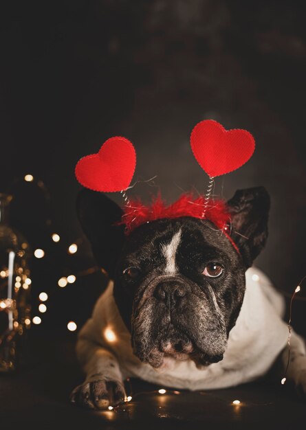 Foto lindo perro bulldog francés con diadema de corazones tirado en el suelo con luces en una pared oscura.