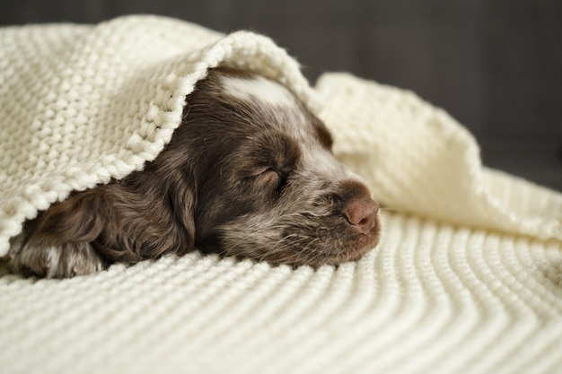 Lindo perro de cachorro de ojos azules merle marrón ruso spaniel duerme bajo un sofá a cuadros blanco. La mascota se encuentra en la cama cálida y acogedora.