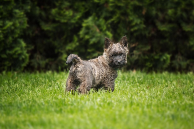 Lindo perro cairn terrier sobre hierba verde en el parque en un día soleado. raza de perro terrier