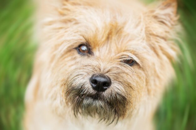 Lindo perro cairn terrier sobre hierba verde en el parque en un día soleado. raza de perro terrier