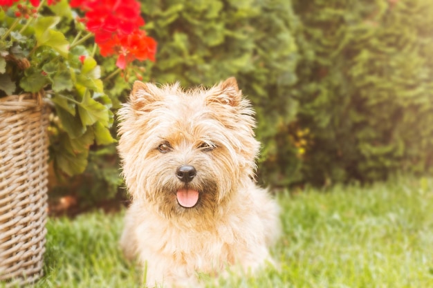 Lindo perro cairn terrier sobre hierba verde en el parque en un día soleado. raza de perro terrier