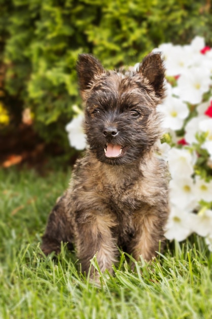 Lindo perro cairn terrier sobre hierba verde en el parque en un día soleado. raza de perro terrier