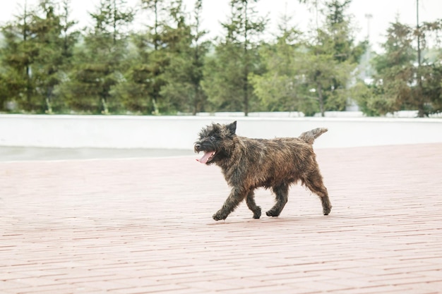 Lindo perro cairn terrier sobre hierba verde en el parque en un día soleado. raza de perro terrier