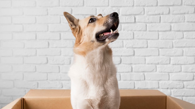 Lindo perro en caja de cartón