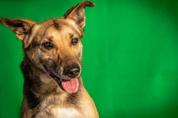 Foto lindo perro callejero a la izquierda con fondo verde