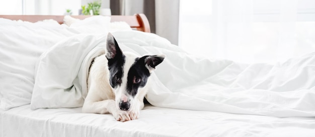 Lindo, perro, en la cama