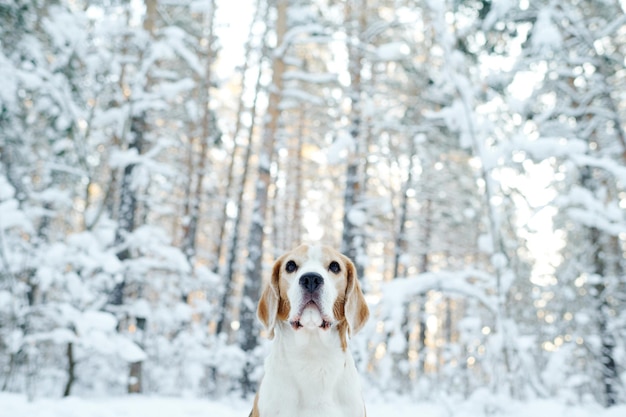 Lindo perro caminando al aire libre en invierno