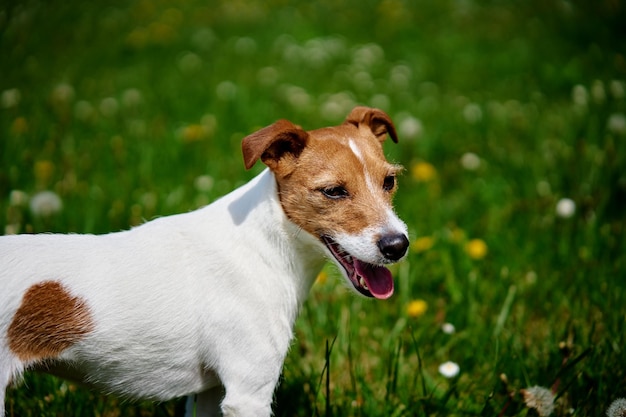 Lindo perro caminando en la hierba verde Jack Russell Terrier retrato al aire libre