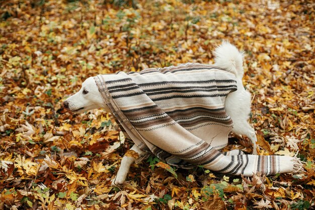 Lindo perro caminando bajo una manta acogedora en el fondo de las hojas de otoño en el bosque de otoño explorando el parque