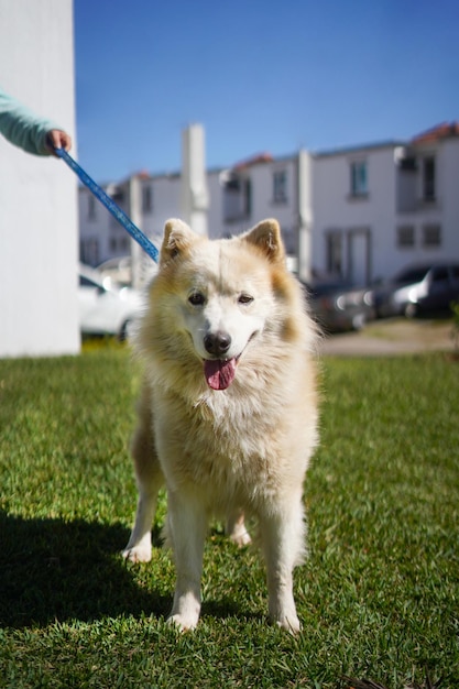 Foto lindo perro caminando en el parque sacando la lengua muy feliz