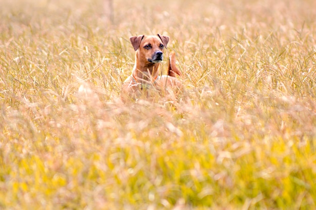 Lindo perro en el campo en otoño