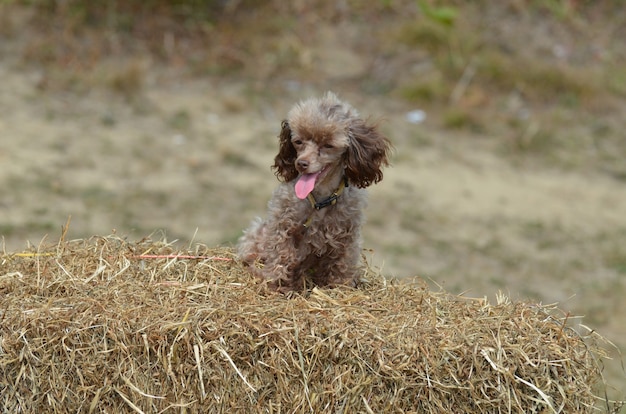 Lindo perro caniche toy marrón arreglado y sentado en una fianza de heno