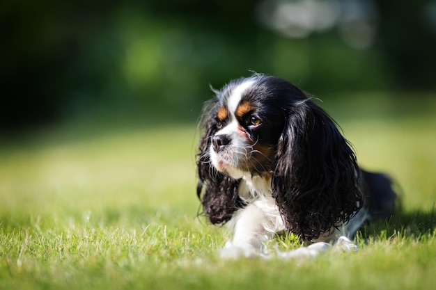 Lindo perro cavalier spaniel en la hierba