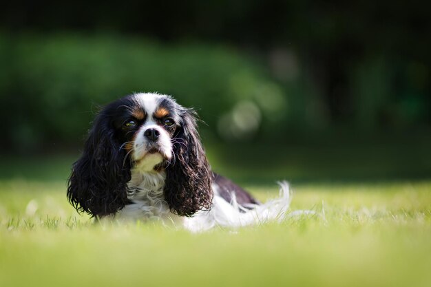 Lindo perro cavalier spaniel en la hierba