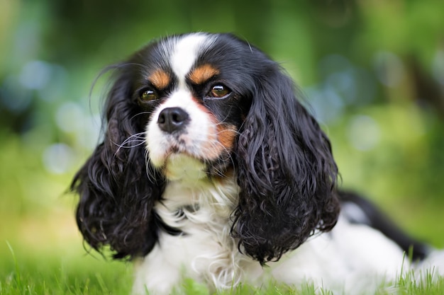 Lindo perro cavalier spaniel en la hierba