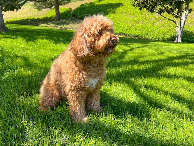 Lindo perro Cavapoo en un parque