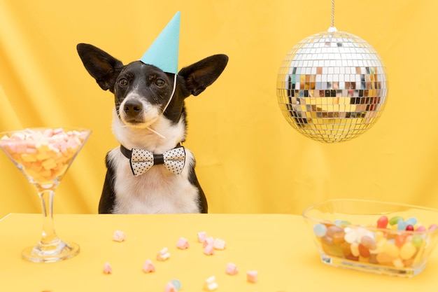 Foto lindo perro celebrando con gorro de fiesta azul contra un fondo amarillo
