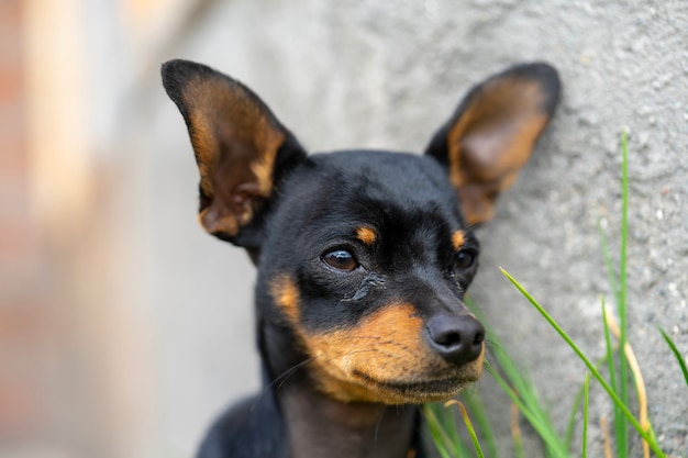 Lindo perro cerca de un disparo a la cabeza