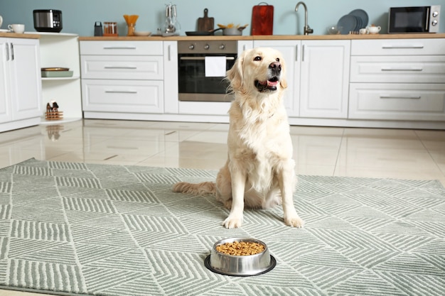 Foto lindo perro cerca de un tazón con comida en la cocina