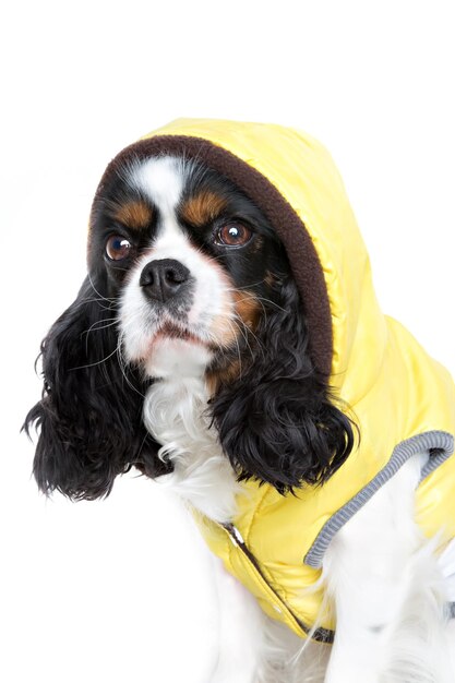 Lindo perro en chaqueta amarilla aislado en blanco