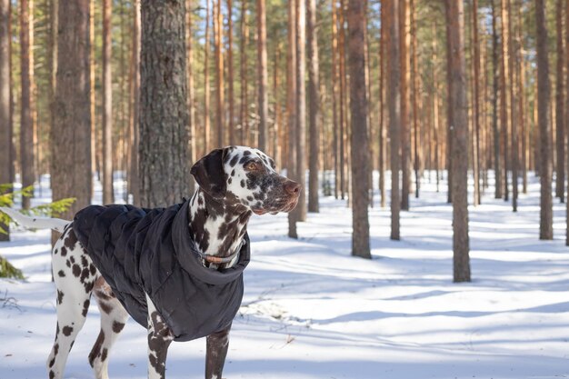 Lindo perro en una chaqueta de invierno en un bosque nevadohermosa Dlmatian camina en un abrigo cálido a través del bosque nevado de invierno en un día soleadoMascotas y deportes en la naturaleza temporada de invierno