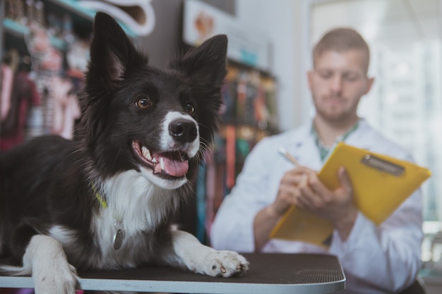 Lindo perro en el chequeo médico en la clínica veterinaria