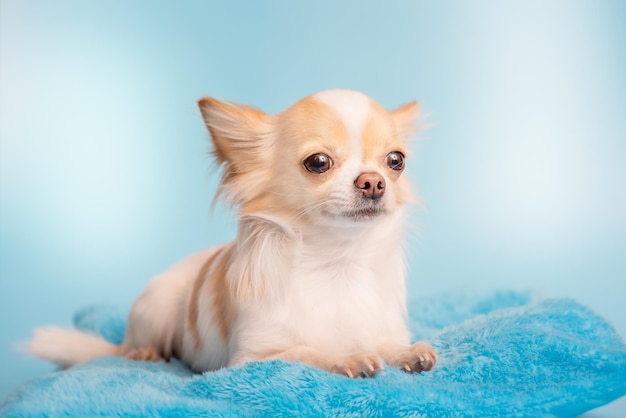 Un lindo perro chihuahua blanco y rojo de pelo largo está acostado en un sofá azul Un perro sobre un fondo azul