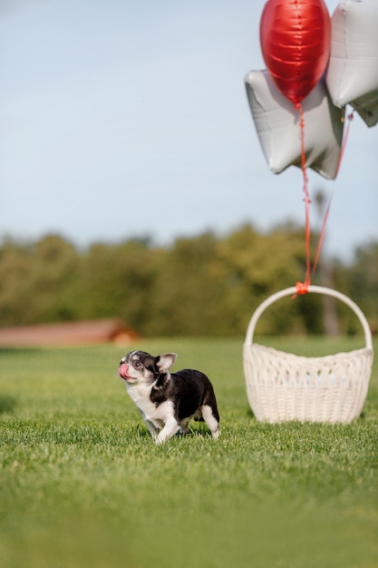 Lindo perro chihuahua con globos