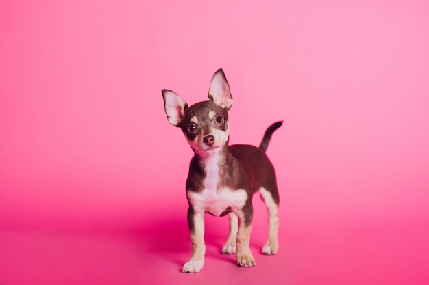 Lindo perro chihuahua marrón claro sentado en la sala rosa