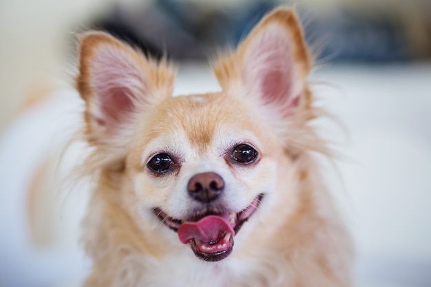 lindo perro chihuahua marrón con sonrisa de felicidad