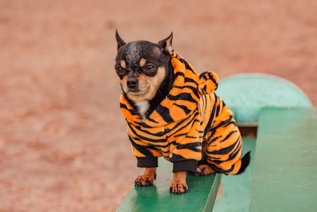 Lindo perro chihuahua en ropa de invierno en primavera u otoño. Perro con ropa de tigre